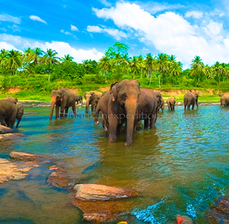 kandy