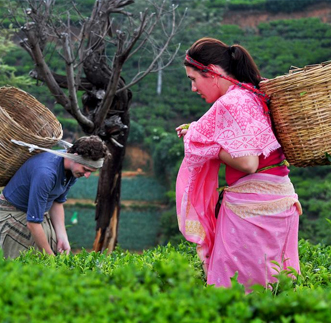 The radiant smile of a tea plucker in Hill-country